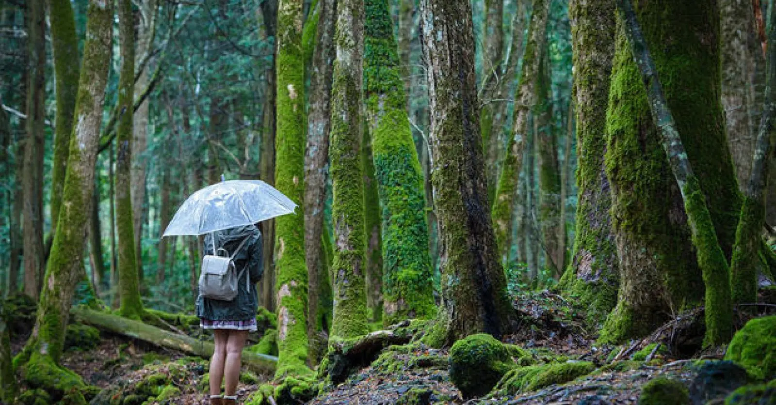 Image de la forêt d'Aokigahara