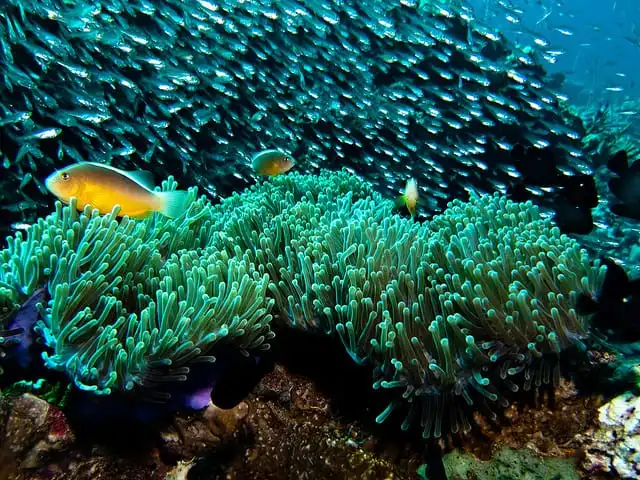 snorkeling paysage coraux snorkeling